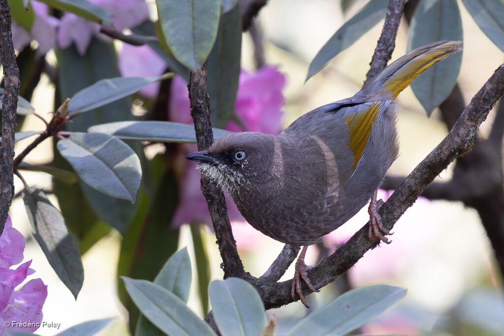 Elliot's Laughingthrush