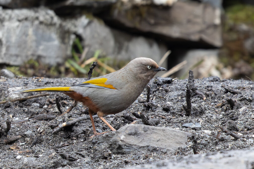 Elliot's Laughingthrush