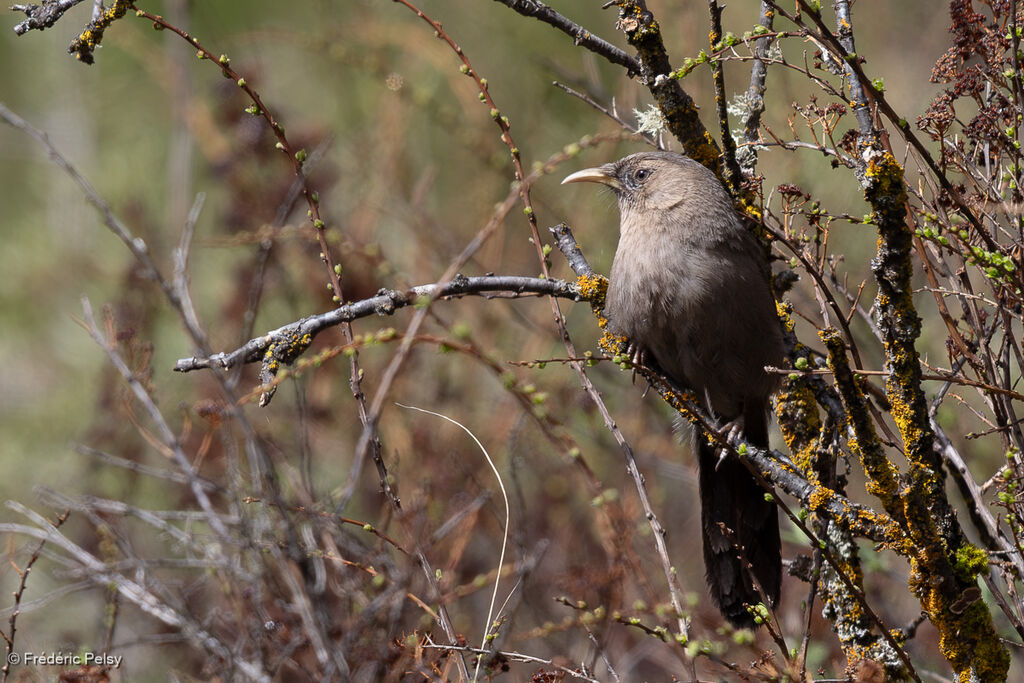 Plain Laughingthrush