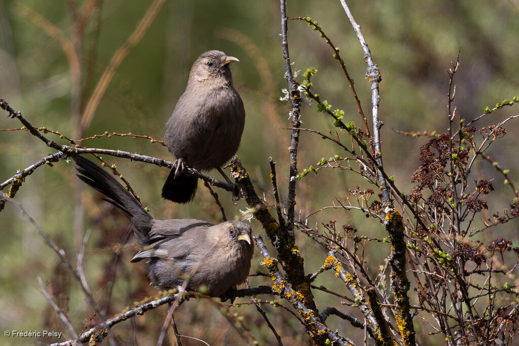 Plain Laughingthrush