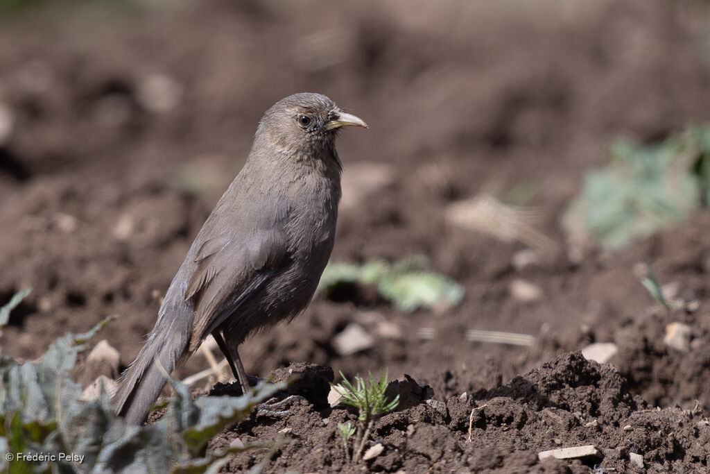 Plain Laughingthrush