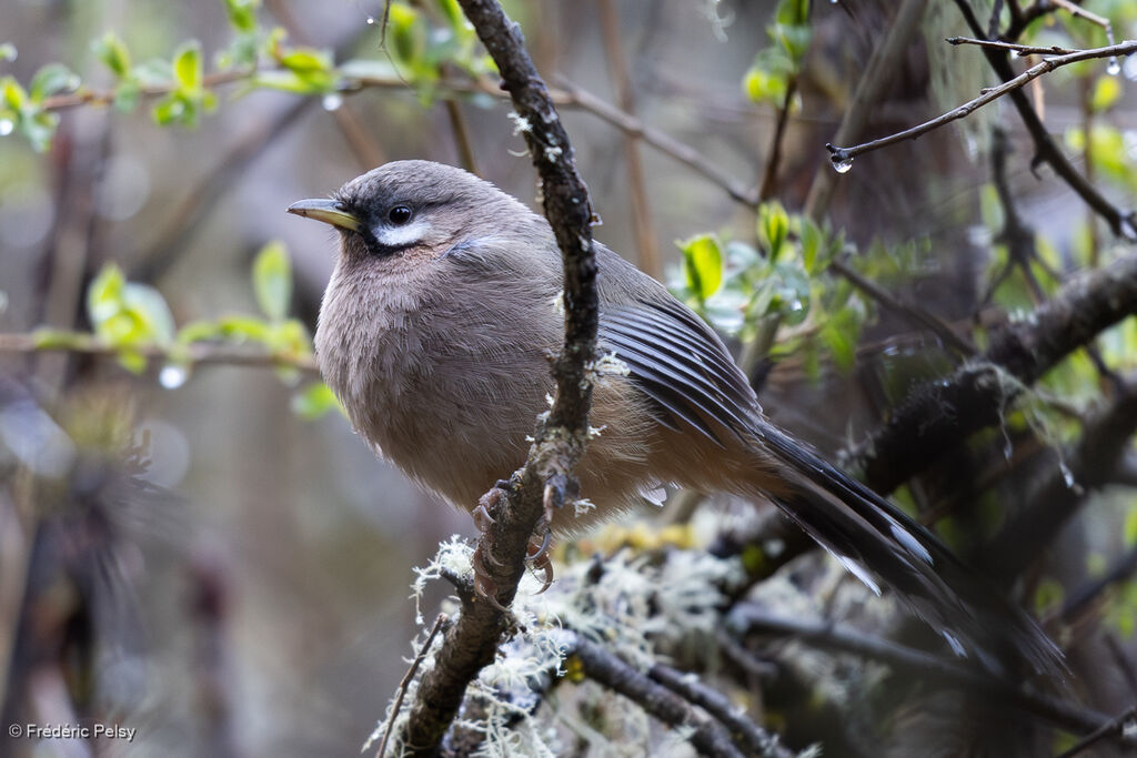 Snowy-cheeked Laughingthrush