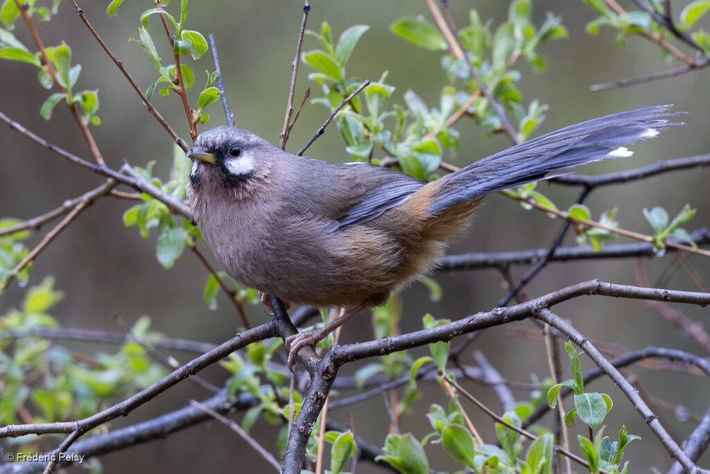 Snowy-cheeked Laughingthrush