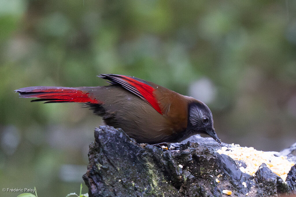 Red-winged Laughingthrush