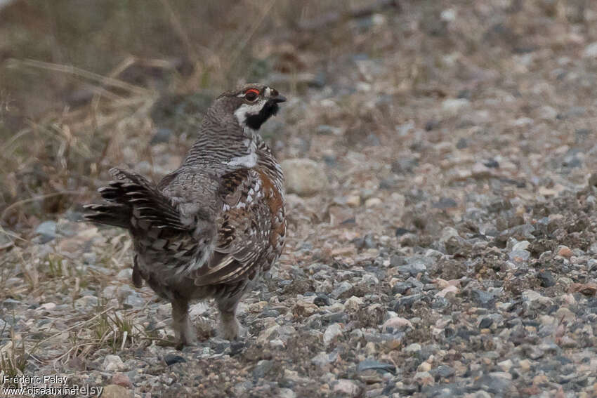 Hazel Grouse male adult