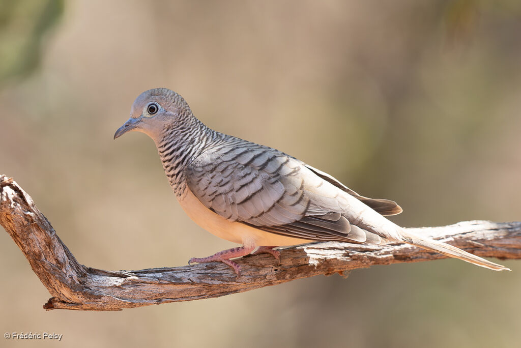 Peaceful Dove