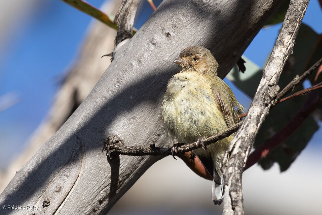 Weebill - Séricorne à bec court<br />
