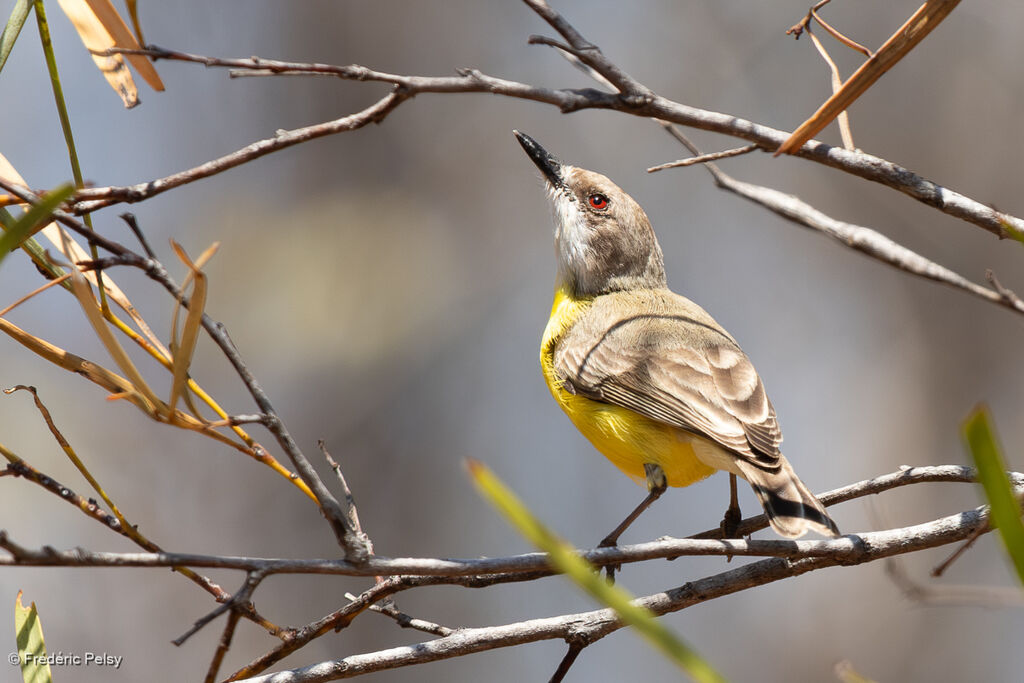 Gérygone à gorge blancheadulte