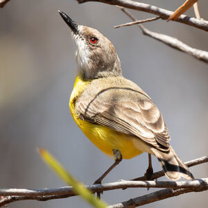 Gérygone à gorge blanche