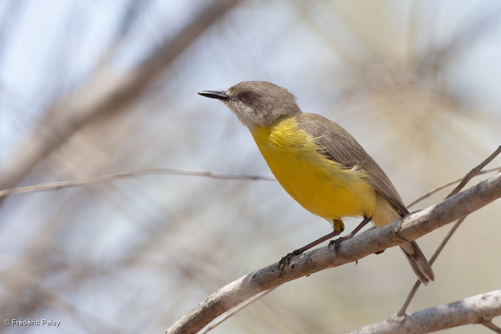White-throated Gerygone