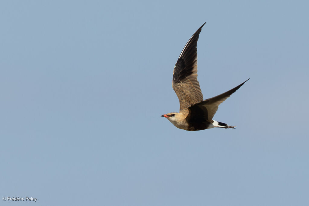 Glaréole isabelle, Vol