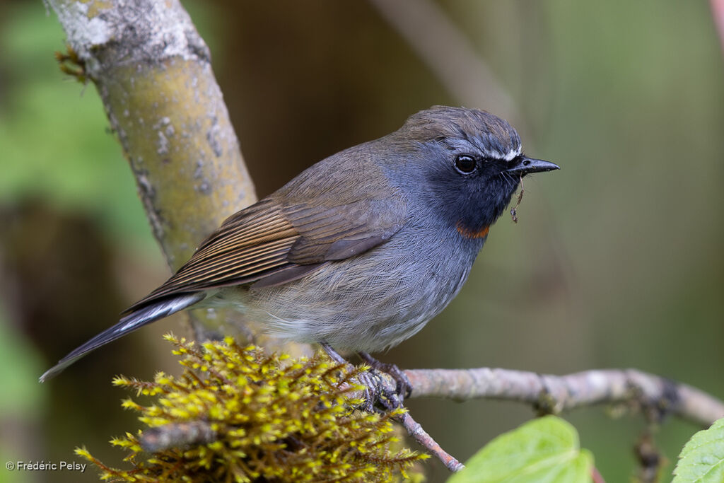 Gobemouche à bavette orange