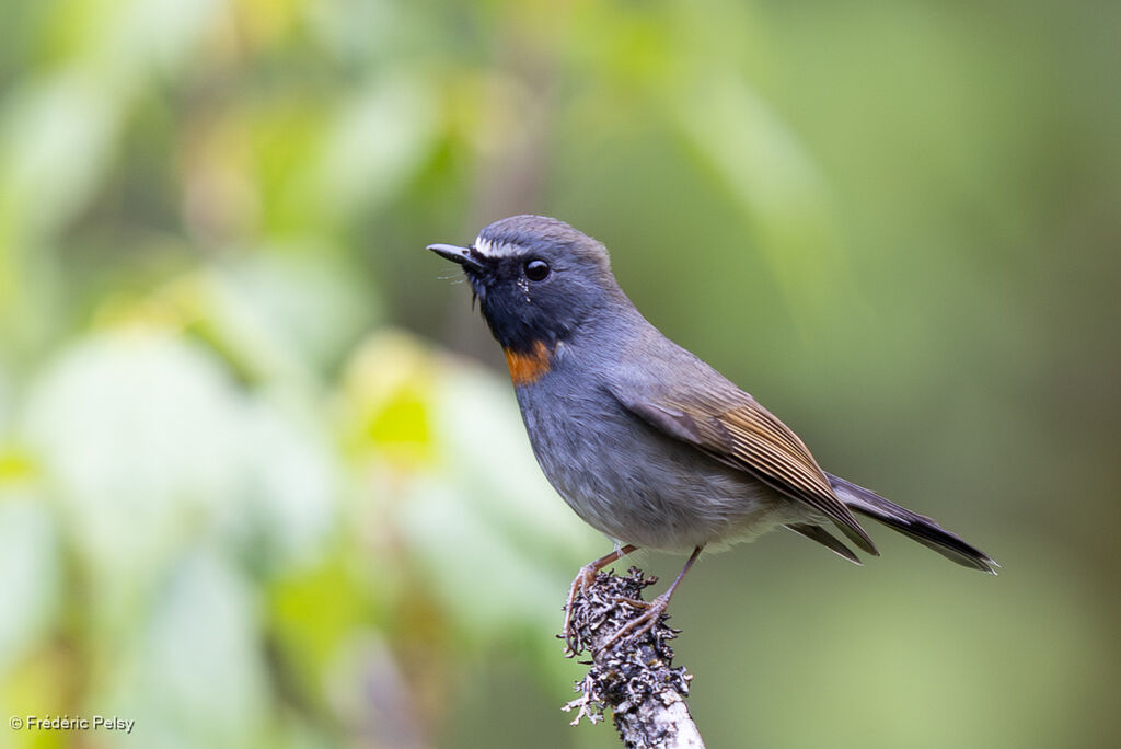 Gobemouche à bavette orange