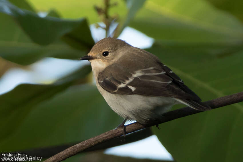 Semicollared FlycatcherFirst year, identification