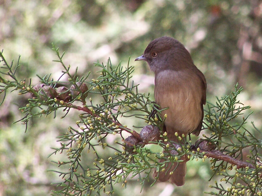 Abyssinian Slaty Flycatcher