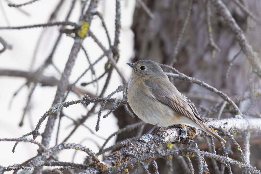 Gobemouche de Hodgson femelle