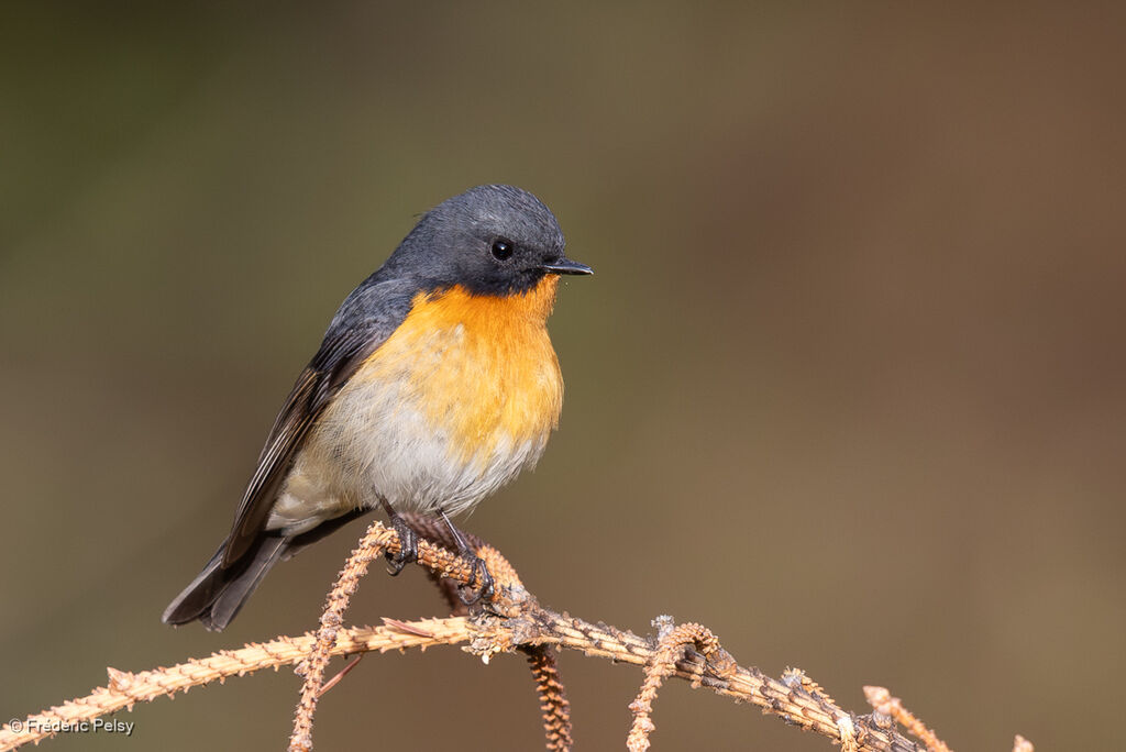 Gobemouche de Hodgson mâle