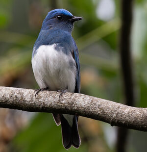 Gobemouche de Zappey