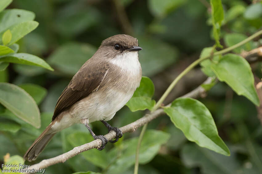 Gobemouche des maraisadulte, identification