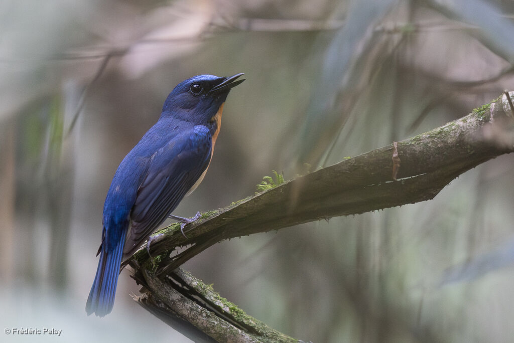 Chinese Blue Flycatcher