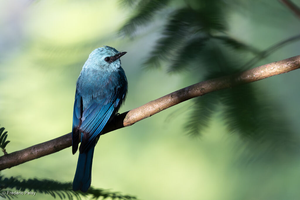 Verditer Flycatcher