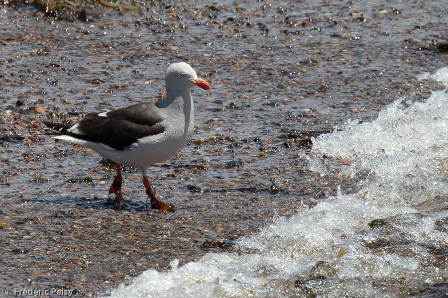 Dolphin Gull