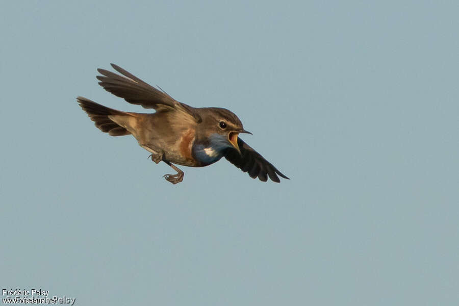 Bluethroat male adult, Flight
