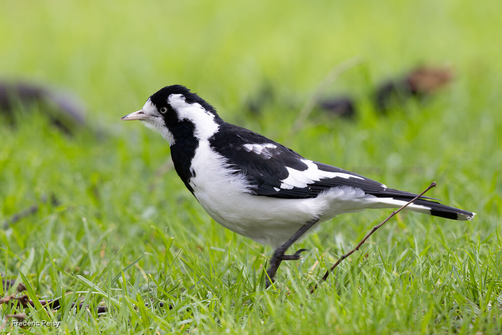 Gralline pie femelle