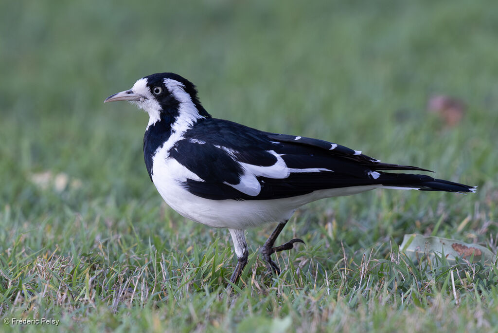 Gralline pie femelle adulte