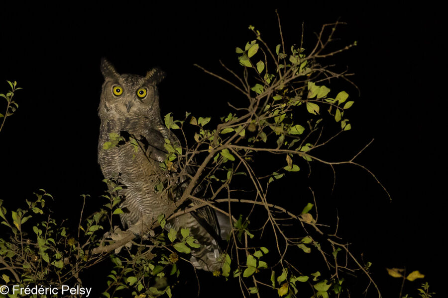 Arabian Eagle-Owl