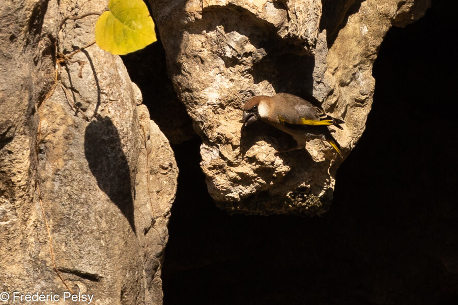 Arabian Golden-winged Grosbeak