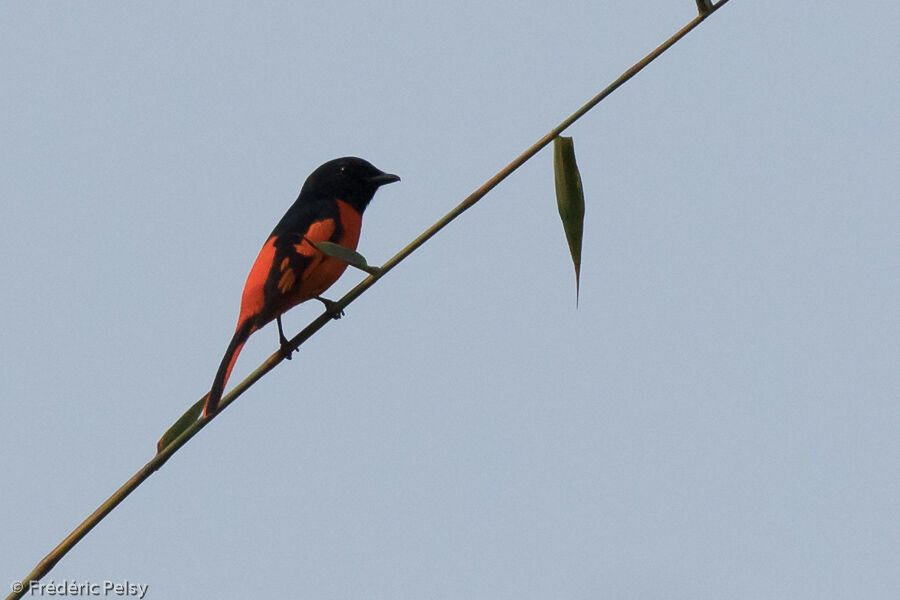 Orange Minivet male adult
