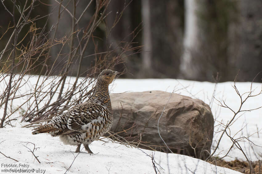 Western Capercaillie male immature, identification