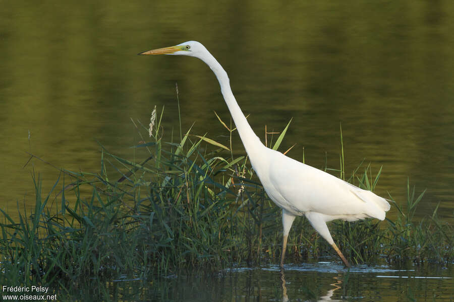 Great Egretadult transition, identification