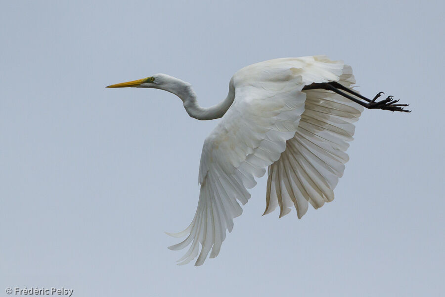 Grande Aigrette, Vol