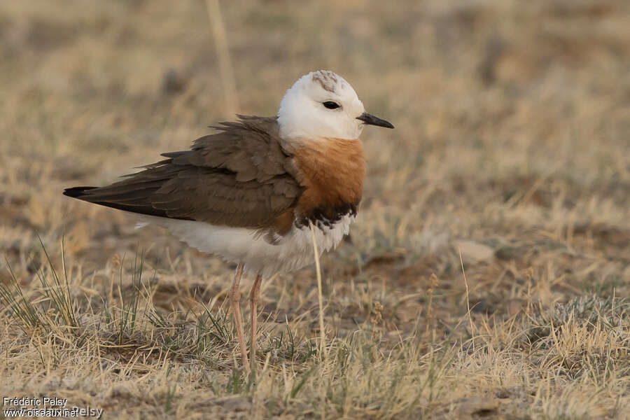 Oriental Plover male adult, close-up portrait