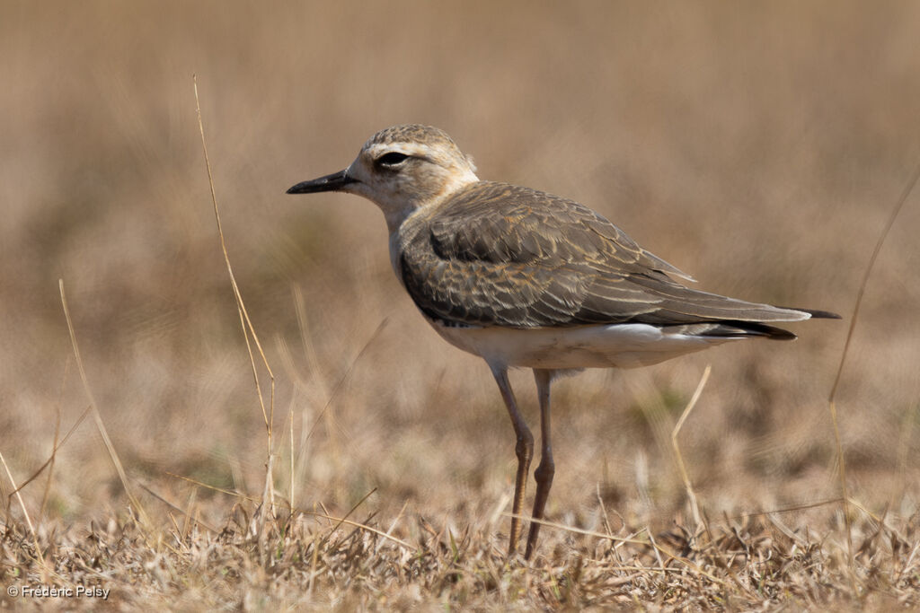 Gravelot oriental - Pluvier oriental<br />