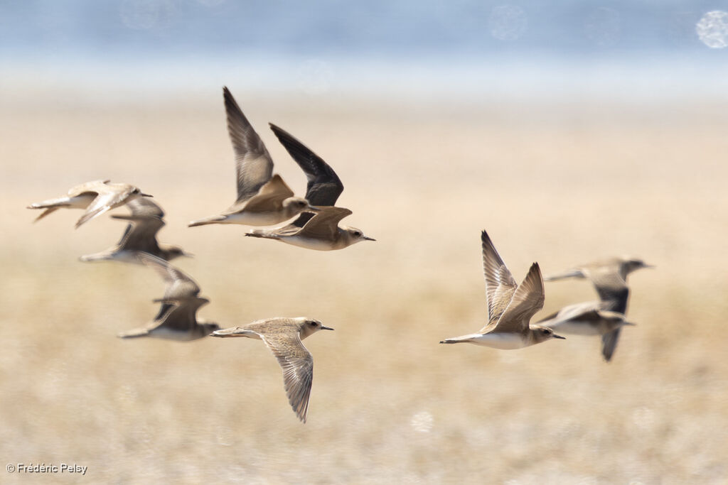Gravelot oriental - Pluvier oriental<br />, Vol