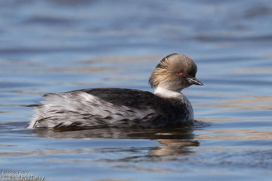 Grèbe aux belles jouesadulte