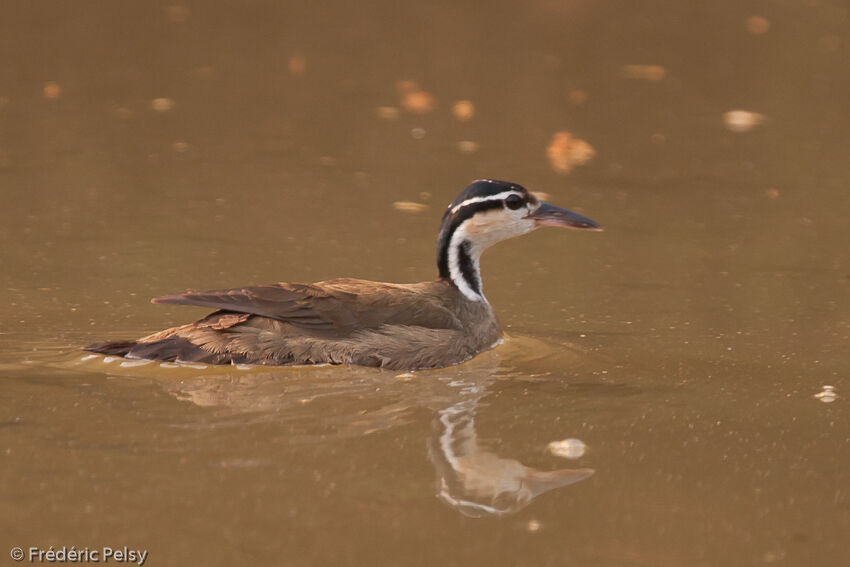 Grébifoulque d'Amérique mâle, identification