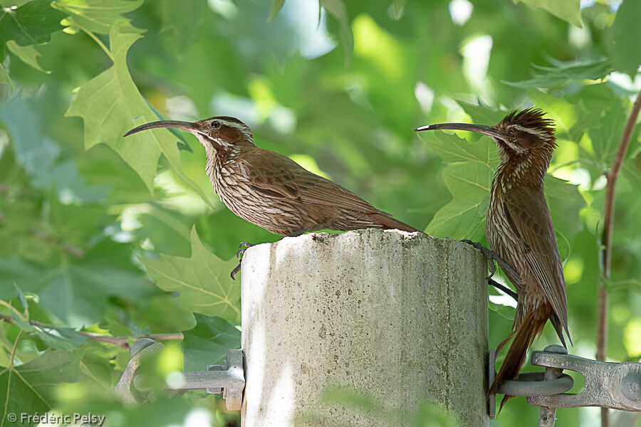 Scimitar-billed Woodcreeperadult