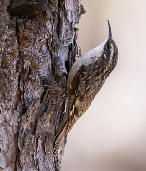 Grimpereau de l'Himalaya