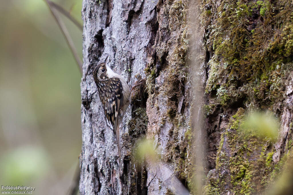 Sichuan Treecreeper
