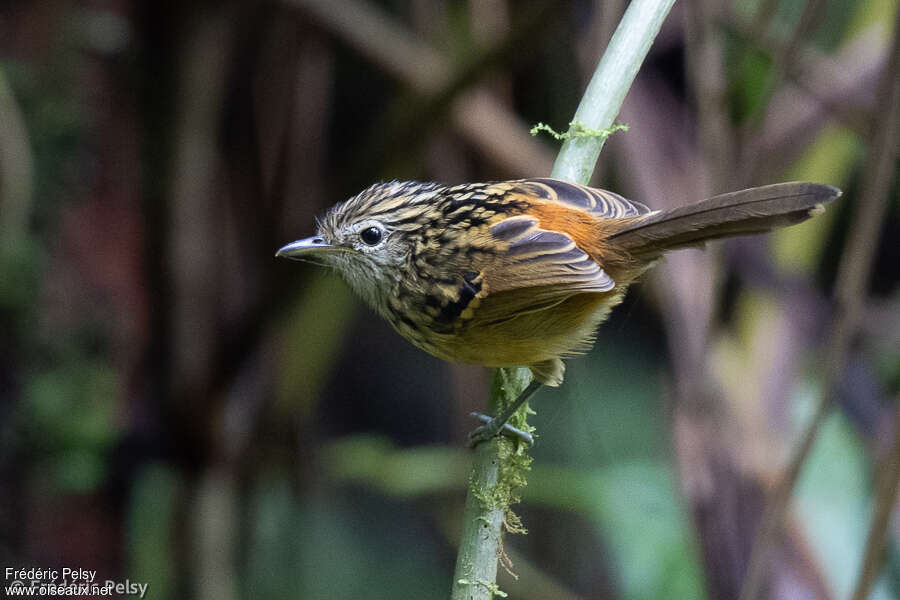 Grisin de Chapman mâle immature, identification