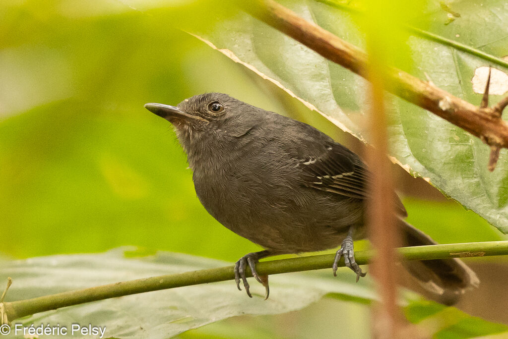 Grisin sombre mâle