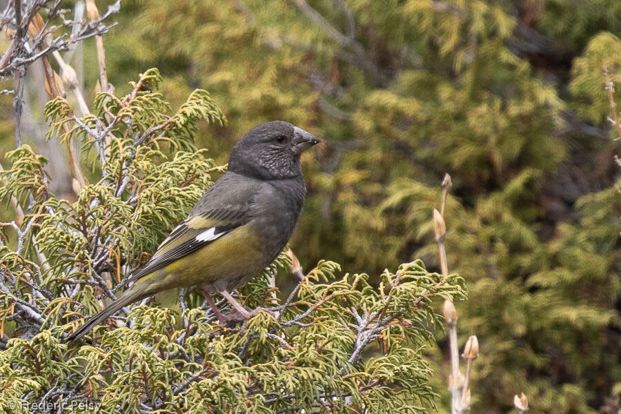 Gros-bec à ailes blanches femelle adulte