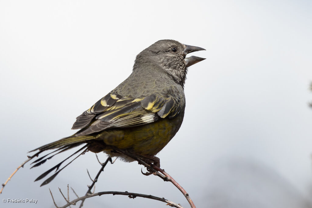 Gros-bec à ailes blanches femelle