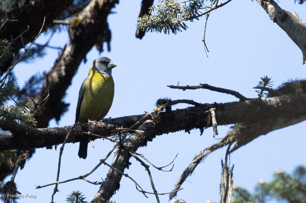 Collared Grosbeak