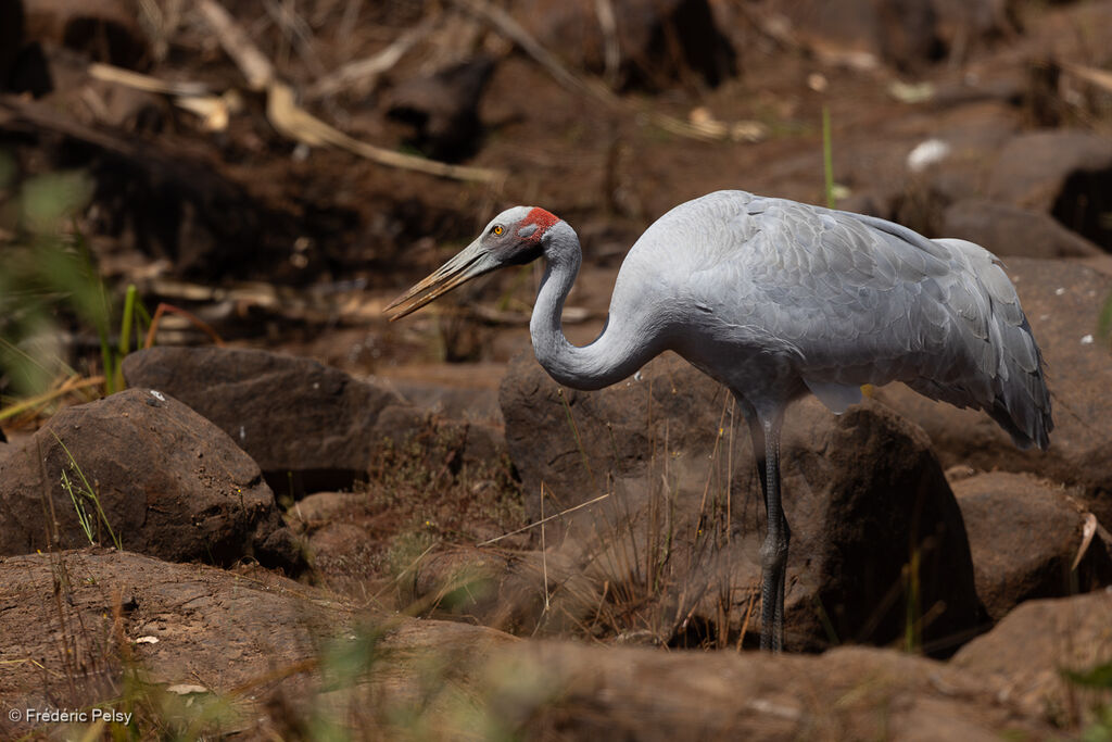 Grue brolga