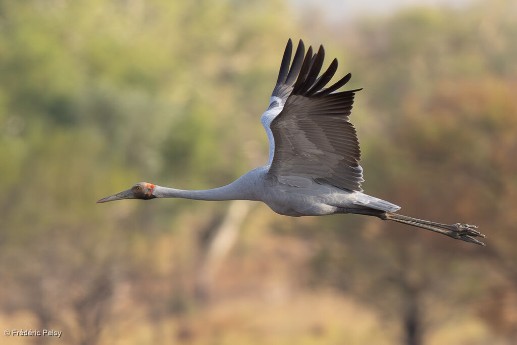 Grue brolgaadulte, Vol